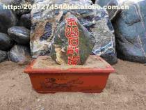 【泰山石敢當】盆裝,價格,廠家,圖片,供應商,其他石材石料,泰安市泰山區(qū)五尊石材銷售中心 - 產品庫 - 阿土伯交易網(wǎng)